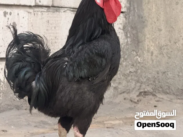 ديج عرب اسود / ديك عرب اسود