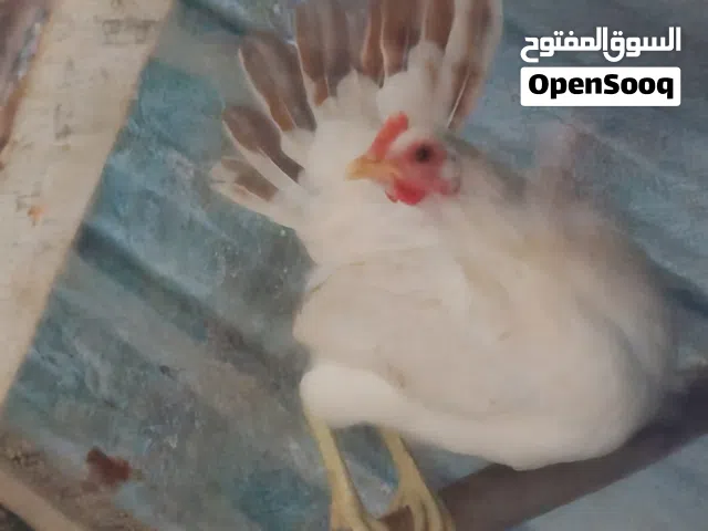 دجاجة عرف سياف عرب أصلي