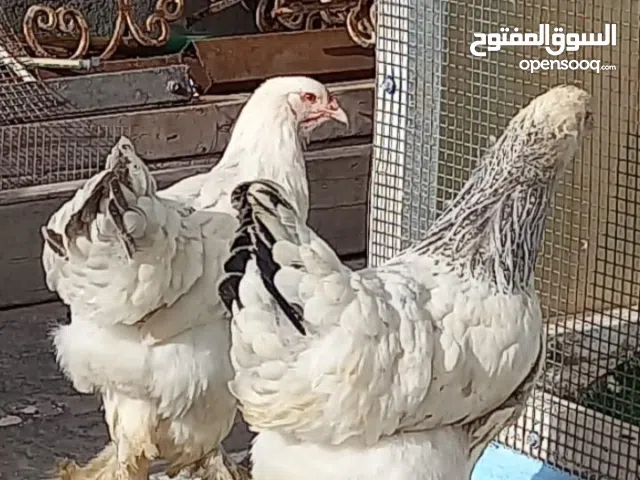 سلام عليكم دجاج براهما للبيع صحة ونظافه مال بيت وبيهن مجال حگ الجية عنواني بصرة جزيرة