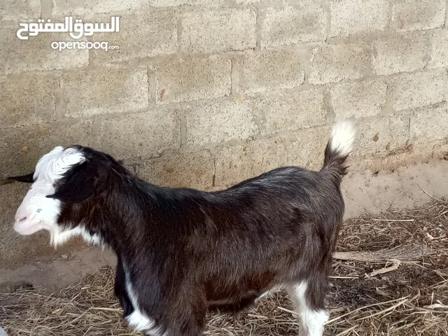 شاه من حلال الرحوب تابع الوصف ......................................................................