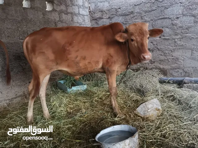 ثور عماني سمين