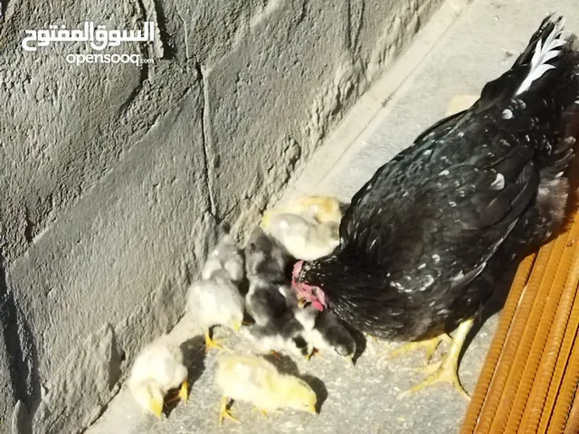 دجاجه مع 11 كتكوت وديج
