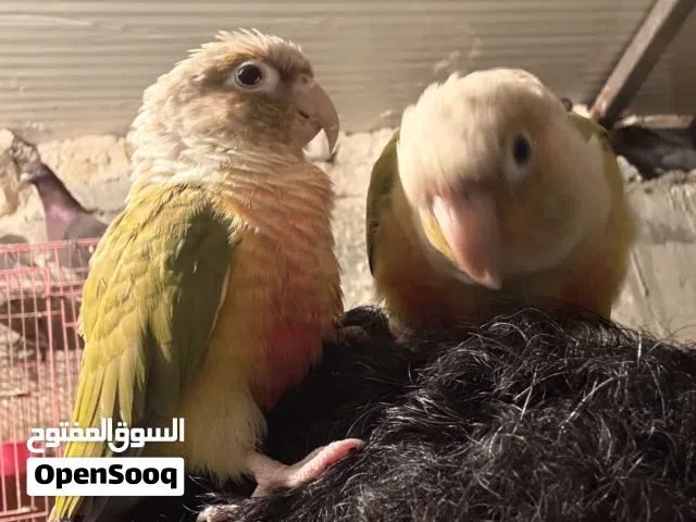 كنيور اليف ومشروط شرط الانتاج وهذا مقطع تزاوج بيهن كلام