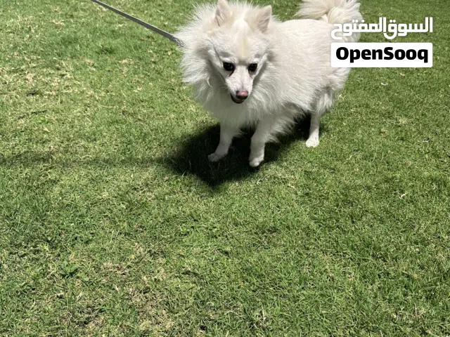 كلب بو سبتز الاماني