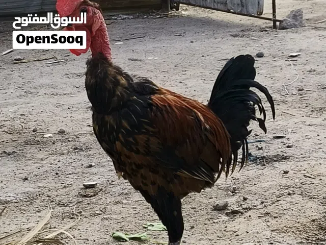 ديج ودجاجه