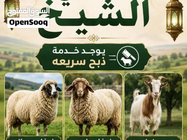 اضاحي الشيخ