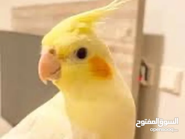 مطلوب طير كروان كوكتيل لونه ابيض نفس ف صوره