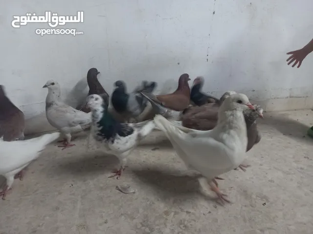 حمام مالطي جامبو البيع كوم بسعر حرق