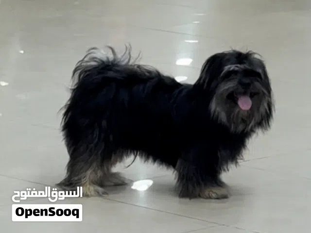 عمره 11 شهر النوع مالطي بحت (بيور) مستورد معه الباسبور والتطعيمات كامله