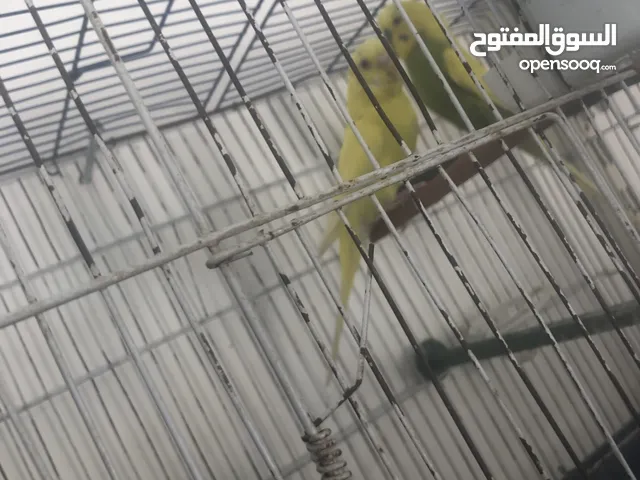جوز حب معهم 4افراخ