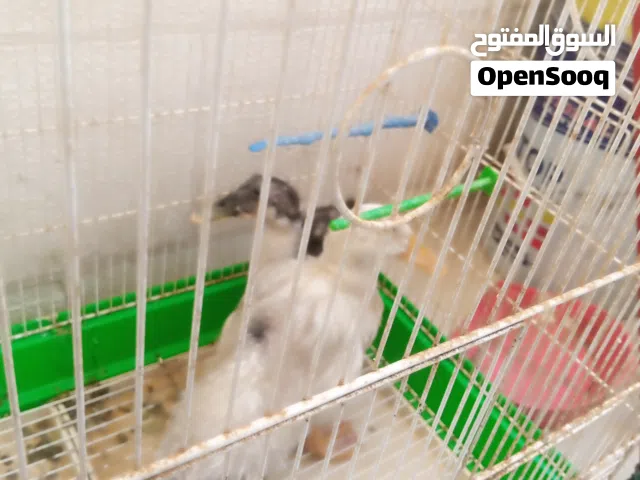 طيور بط ذكر وانثى