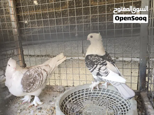 حمام زينة للبيع ستلايت حب رمان الوان حلوة  حمام نكرو مفتل الوان حلوة شرط التبزير