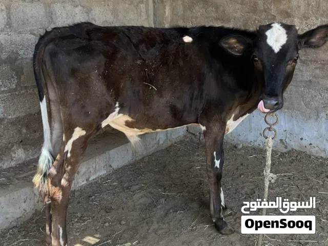 عجل عماني تربيه