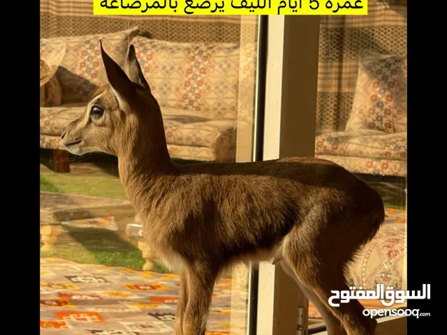 غزال دماني