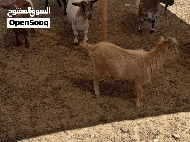 يا اهل الخير مفقودين من شهر بمنطقة كبد