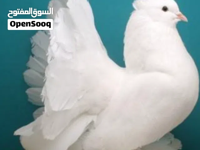 مطلوب فحل هزاز للبيع