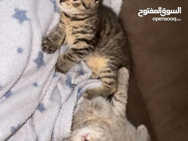 سكوتش فولد تربل