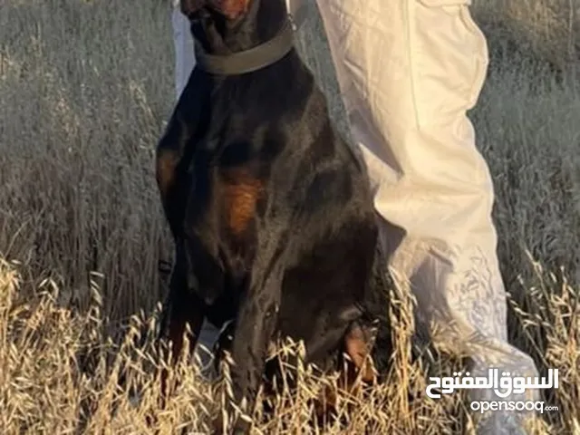 أنثى دبرمان مستوى عالي جدا ماشاءالله