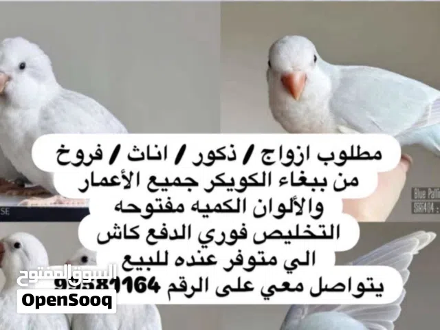 مطلوب وليس بيع كويكر