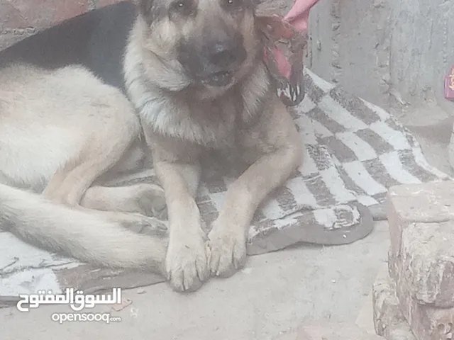 كلب جيرمن للبيع