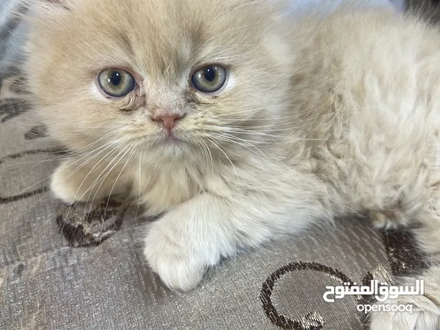 قطط للبيع ريتاي