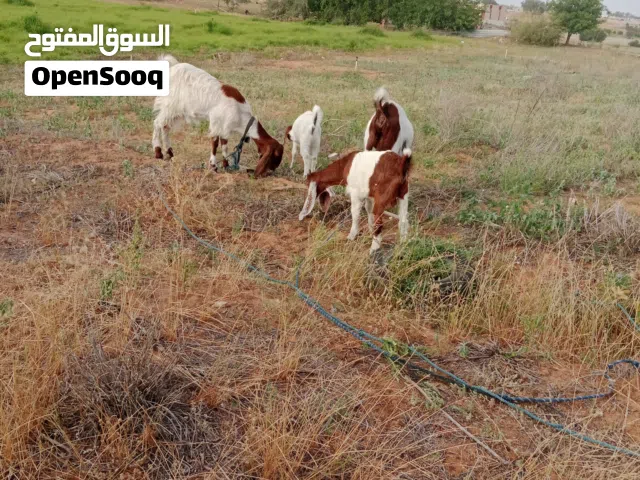 2 معاز للبيع