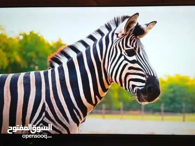 I-View Other 50 inch TV in Amman