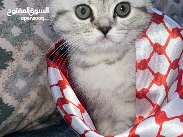 تربل سكوتش فولد سيلفر شيدد ny25 بيور ب