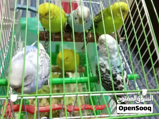 عصافير حب للبيع