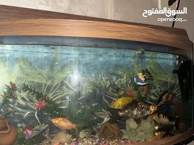 حوض سمك مع اغراضه الوصف