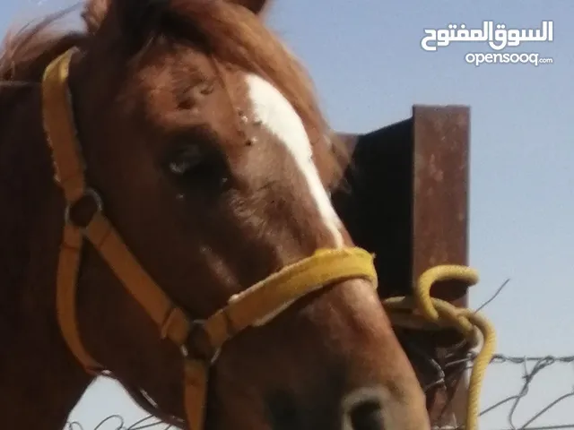 مهرة للبيع