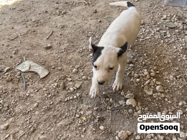 للبيع انثي بيتبول