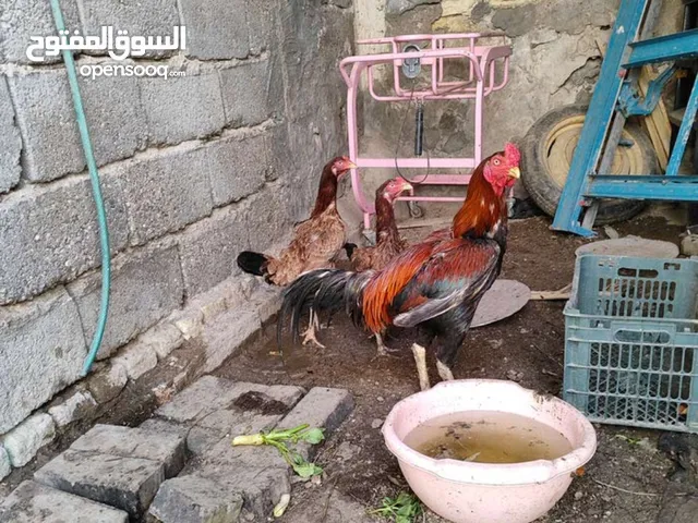 دجاج هندي رس اصلي