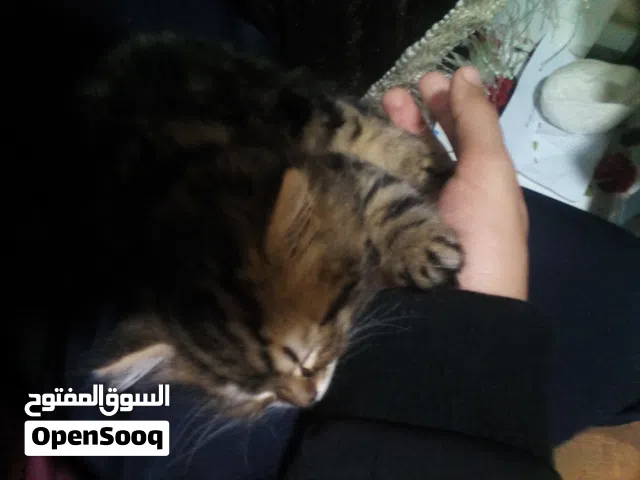 عايز كلب للتبني جيرمن او يكون فيه شراسه عامه وما تخافش ربنا جدا فيه رقمي