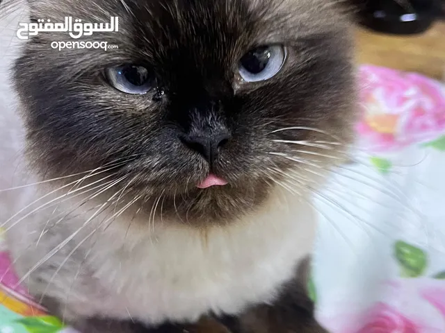 قطوه انثى للتبني