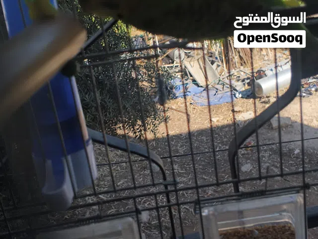 جوز طيور حب (بادجي) صحة ونظافة ما شاء الله،حابب ابدل كوكتيل اليف اقرأ الوصف