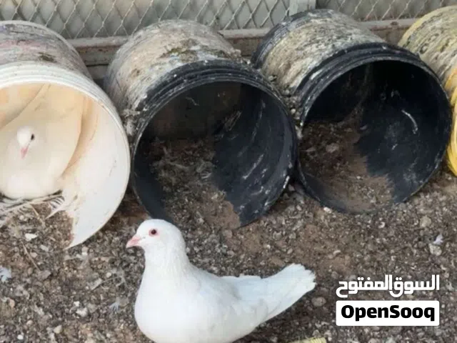 حمام لاحم سوبر جامبو