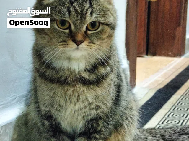 قطة للتبني مع اغراضها عمر 6 شهور