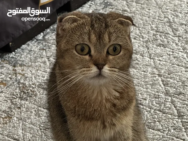 Beautiful Scottish fold female