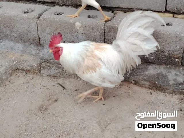 متاح ديج ودجاجة عرب شرط الصحة والنظافة