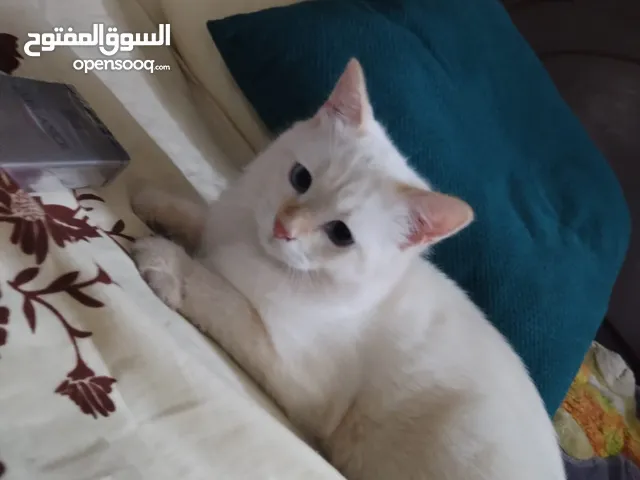 قطة سيامي فليم أنثى نادرة للبيع