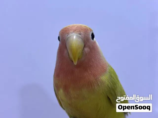 غندورة روز