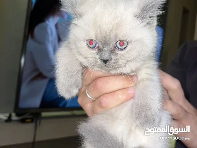 كيتن ذكر للبيع