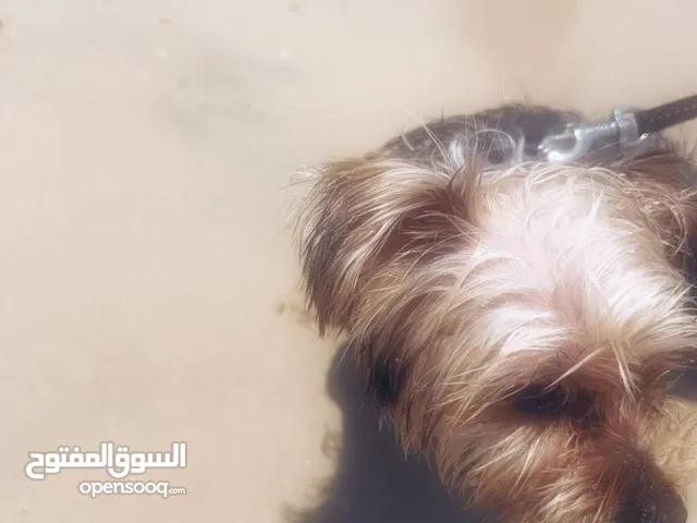 جلب نثيه يورك مطعم كامل تطعيماته