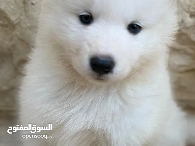 سامويد عمر اربعين يوم