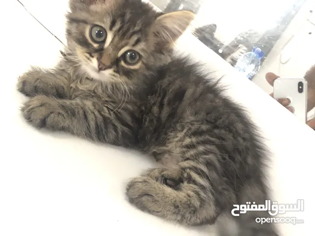 قطه في مسقط عمره شهر و اسبوعين