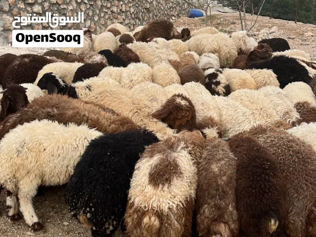 اضاحي للبيع  خاروف بلدي أوزان من 40 إلى 55 قائم  تترواح الأسعار من 240 إلى 350 الموقع جرش طريق عجلون