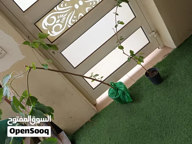 للبيع شتلات توت