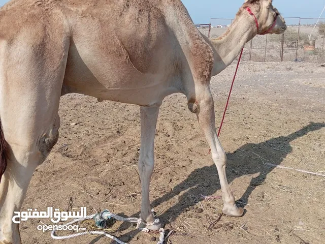 بعير للبيع