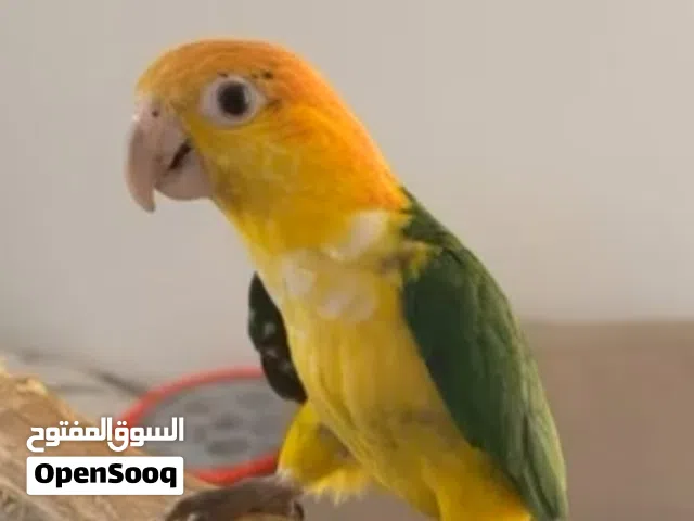 كايكي وايت بلي بيور